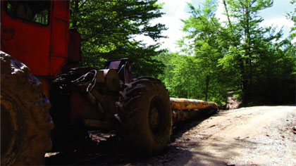 Processing wood